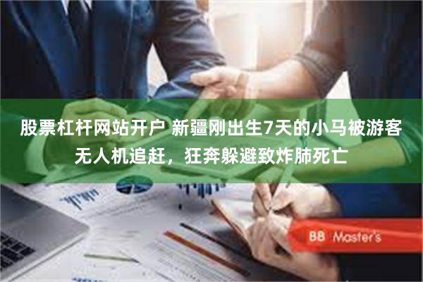 股票杠杆网站开户 新疆刚出生7天的小马被游客无人机追赶，狂奔躲避致炸肺死亡